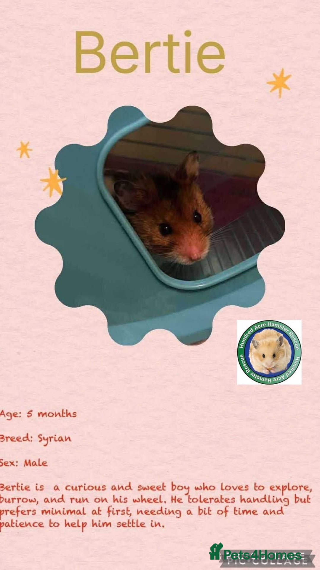 Hamster rodents for sale: Hamsters for adoption  - Image 5