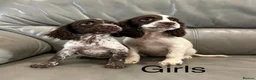 Cocker Spaniel dogs for sale: Cocker Spaniel Puppies Ready Now - Advert 3