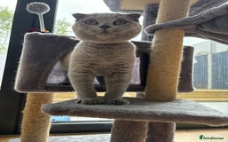 Scottish Fold cats for sale: Stunning Boy Scottish Fold Kitten in Herne Bay - Image 4