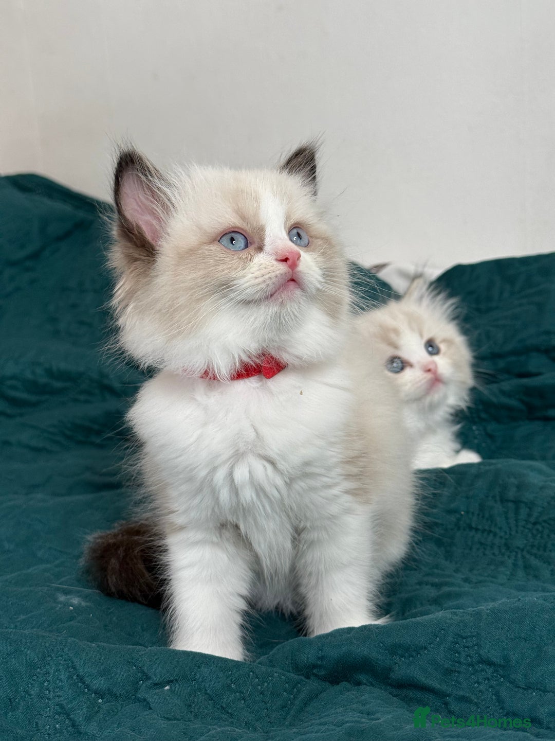 Ragdoll cats for sale: Beautiful Ragdoll kittens TICA - Advert 16