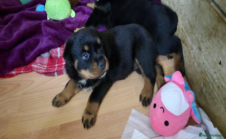 Rottweiler dogs - Advert 14