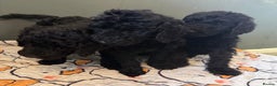 Standard Poodle dogs for stud: My kc reg, standard Poodle, stud only  - Advert 6