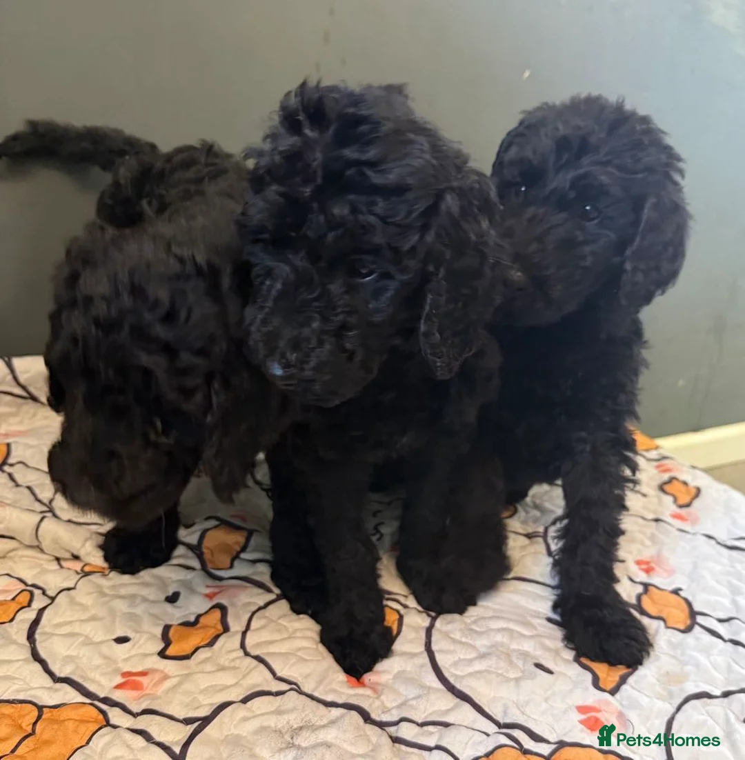 Standard Poodle dogs for stud: My kc reg, standard Poodle, stud only  - Advert 6