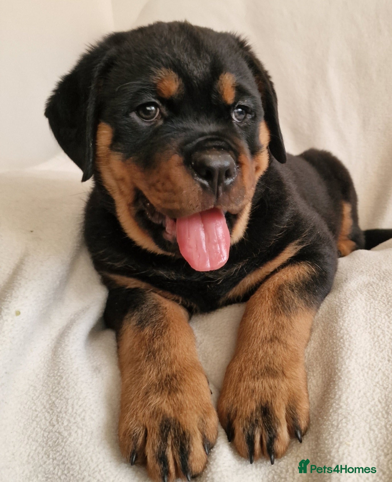 Rottweiler dogs MASSIVE ROTTWEILER PUPPIES  - Advert 1