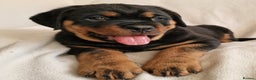Rottweiler dogs for sale: MASSIVE ROTTWEILER PUPPIES  - Advert 3