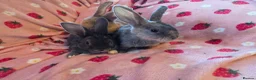 Rex rabbits for sale: Plush mini rex 8 weeks 3 left - Advert 18