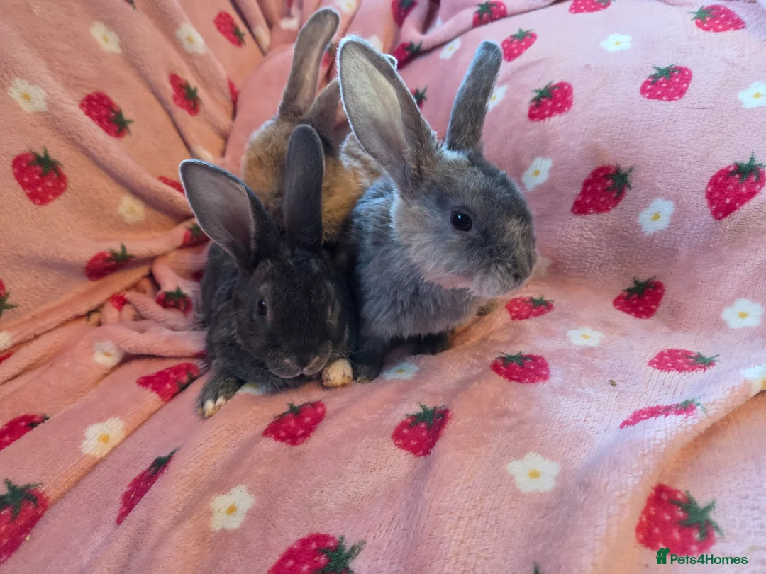 Rex rabbits for sale: Plush mini rex 8 weeks 3 left - Advert 18