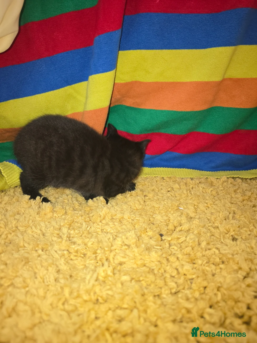 Mixed Breed cats for sale: 3 kittens for sale  - Advert 7
