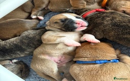 Mixed Breed dogs for sale: Cane corso x rottie - Image 27