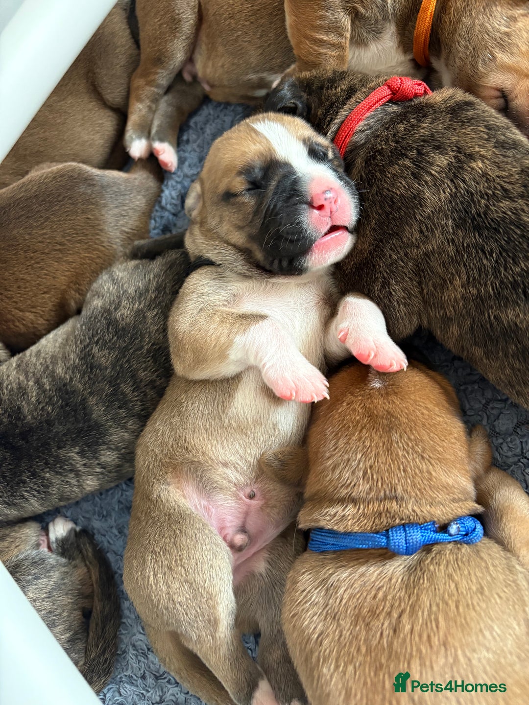 Mixed Breed dogs for sale: Cane corso x rottie - Image 27