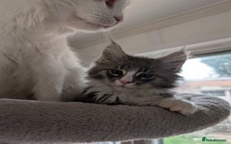 Maine Coon cats for sale: Maine Coon Kittens GCCF - Image 13