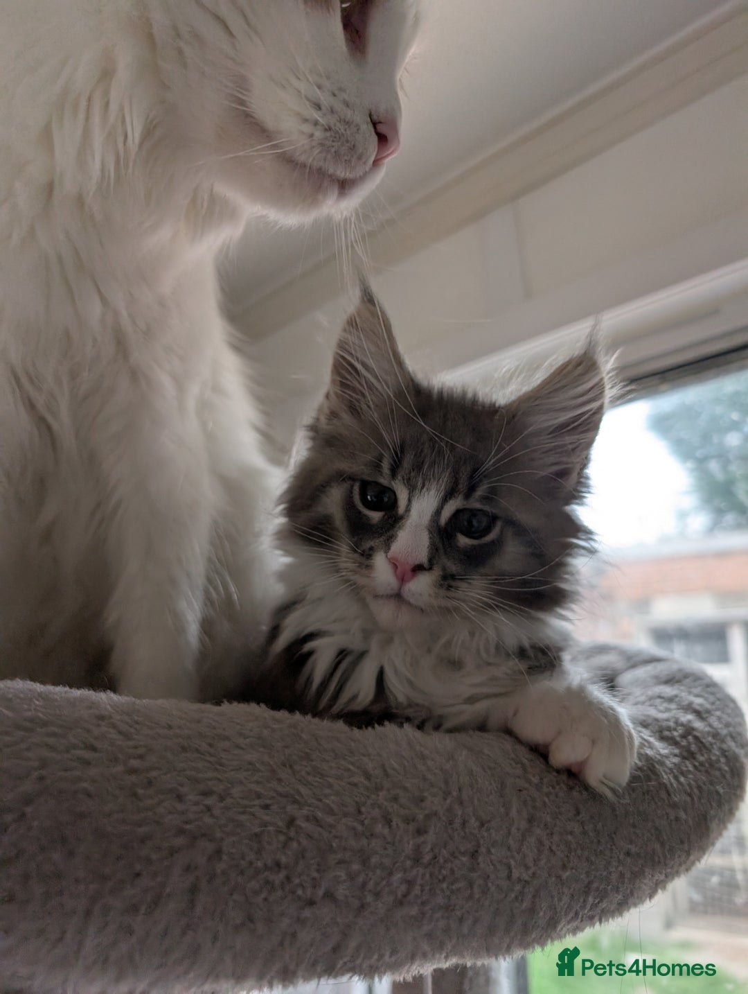 Maine Coon cats for sale: Maine Coon Kittens GCCF - Image 13