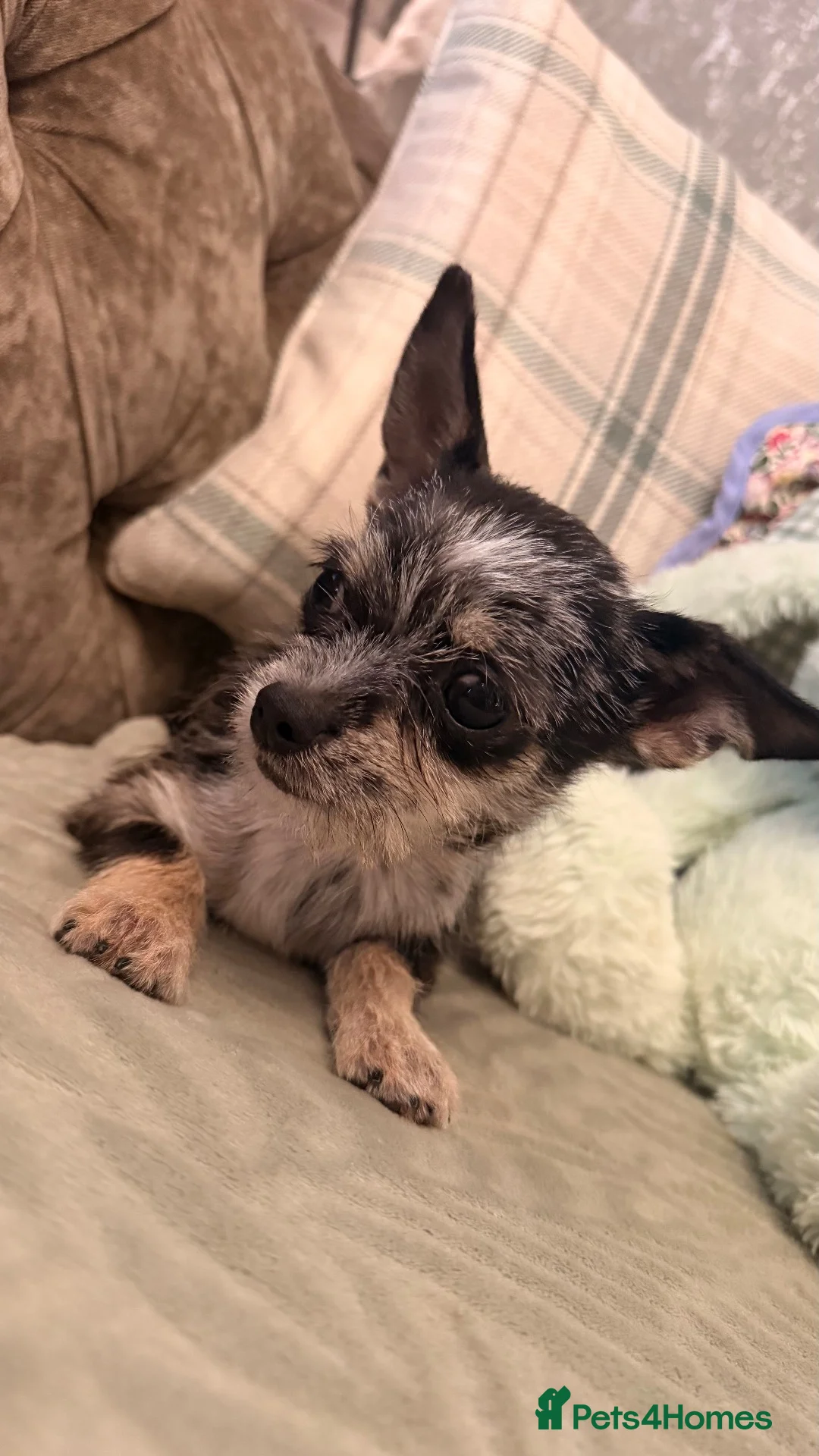 Chihuahua dogs for sale: Chihuahua puppies for sale !!  - Advert 2