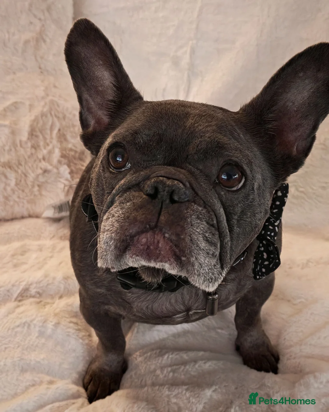 French Bulldog dogs for sale: French bulldog female  - Advert 1