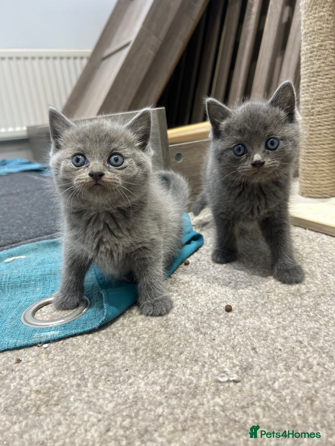 British Shorthair cats for sale: British short hair - Image 1