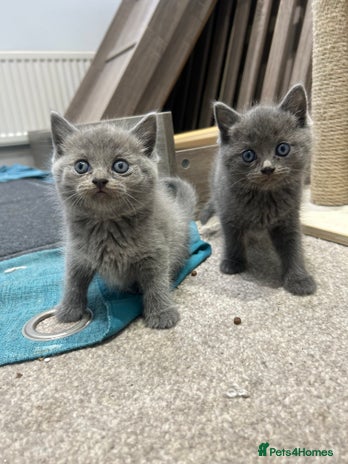 British Shorthair cats - Advert 15