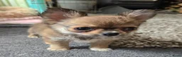 Chihuahua dogs for sale: KC Reg Chihuahua Pups, Champion lines. - Advert 20