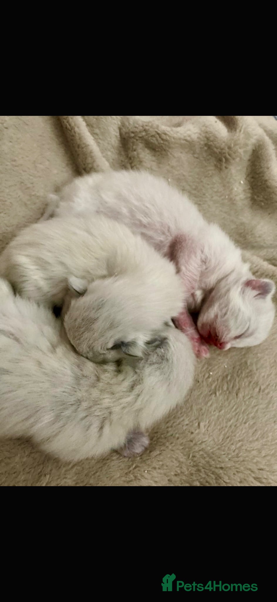 Ragdoll cats ❤️ WAITING LIST NOW OPEN !!!! ❤️ - Advert 9