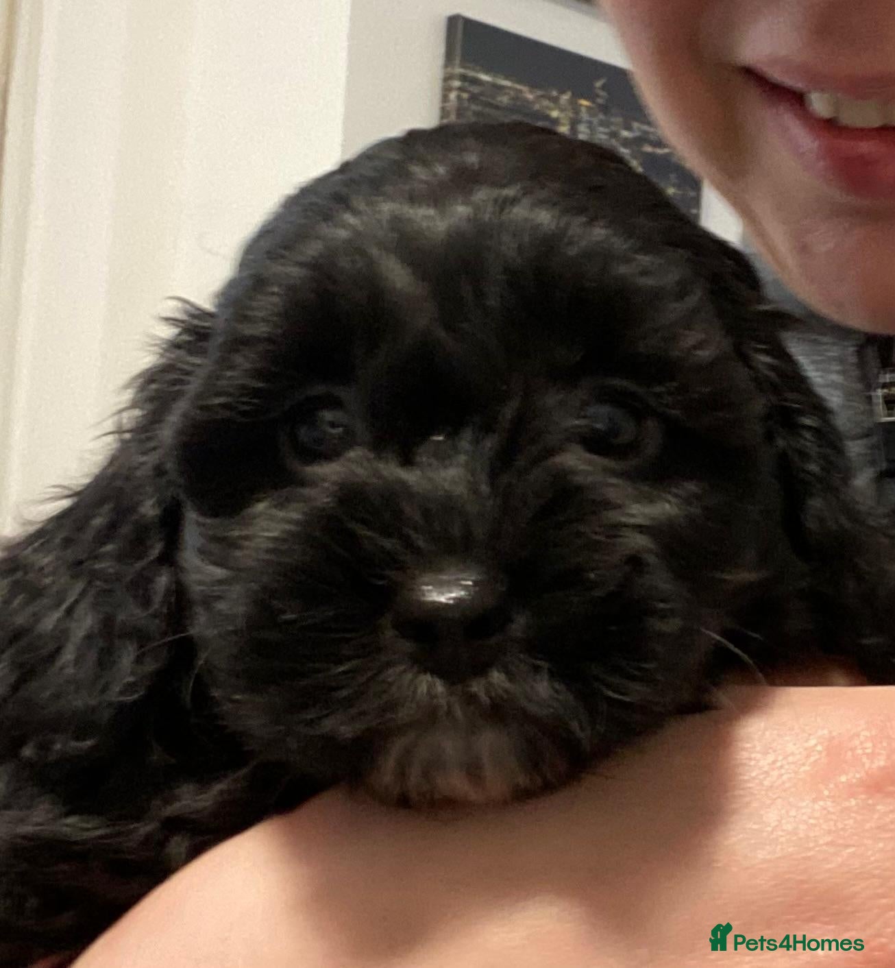 Shihpoo dogs Shihpoo pups DNA health tested dad - Advert 10