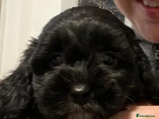 Shihpoo dogs Shihpoo pups DNA health tested dad - Advert 10