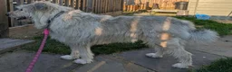 Mixed Breed dogs for adoption: Bindi needs a loving home  in Aberdeen - Advert 6