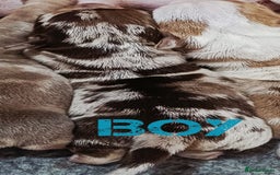 Jack Russell dogs for sale: Stunning Rare Colour Merle Jack Russell Puppies - Image 9