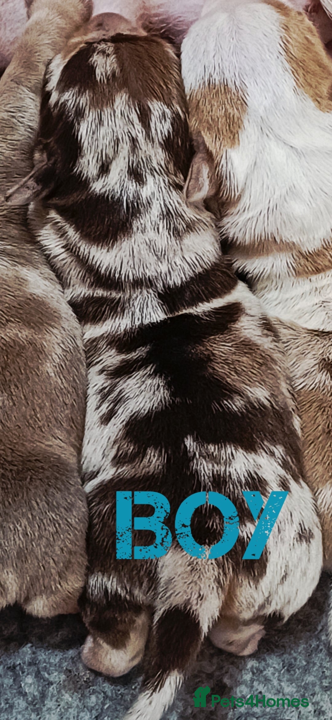 Jack Russell dogs for sale: Stunning Rare Colour Merle Jack Russell Puppies - Image 9
