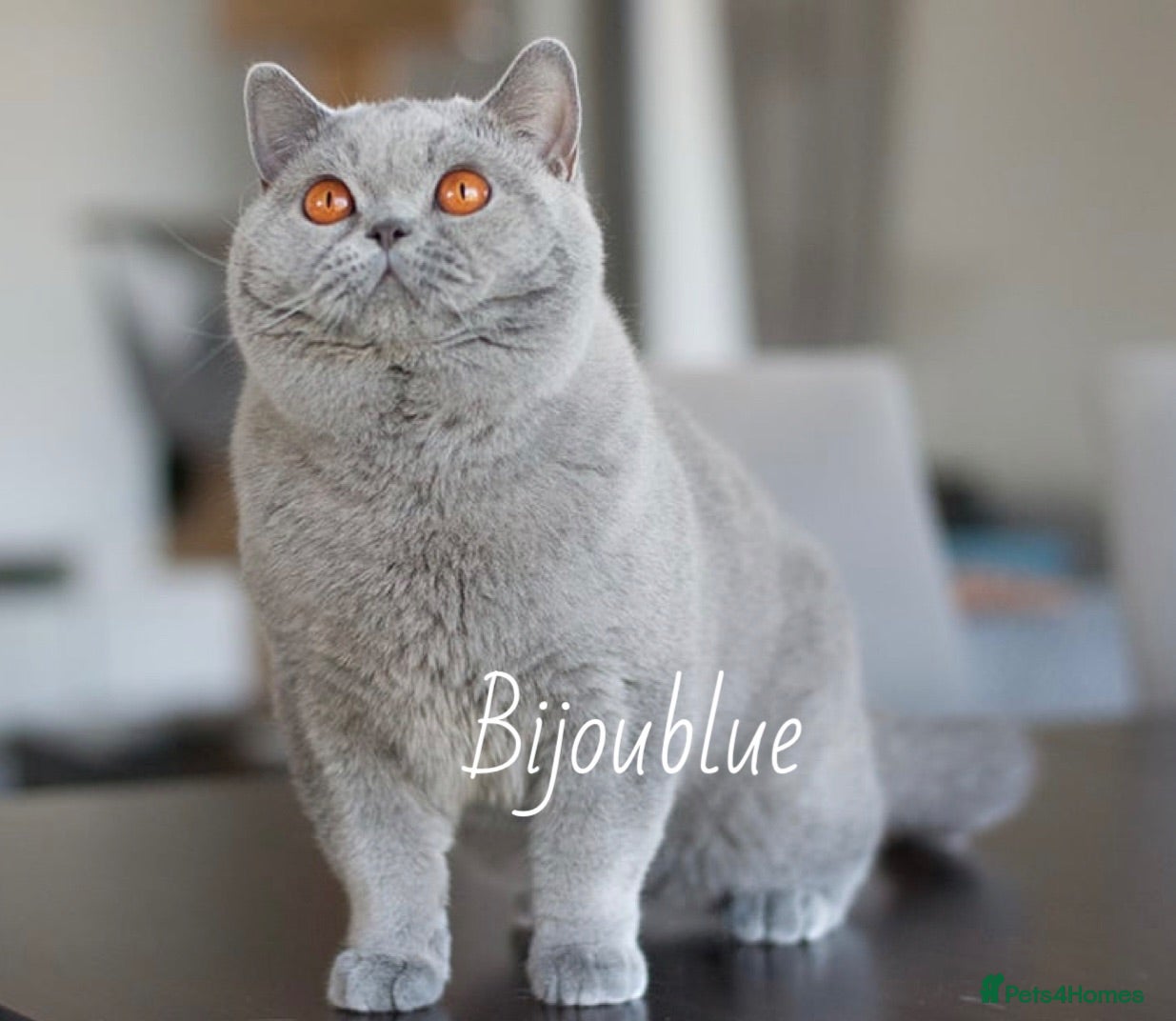 British Shorthair cats Blue Polish Import For Stud - Advert 1