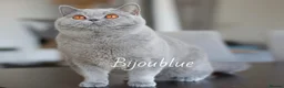 British Shorthair cats for stud: Blue Polish Import For Stud - Advert 1