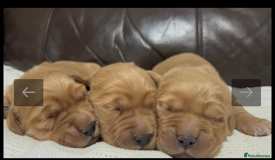 Golden Retriever dogs for sale: KC DNA tested gorgeous golden retriever puppies  - Advert 25