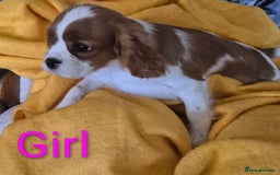 Cavalier King Charles Spaniel dogs for sale: Adorable Cavalier puppies  - Image 7