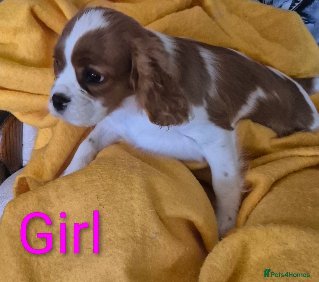 Cavalier King Charles Spaniel dogs for sale: Adorable Cavalier puppies  - Image 7