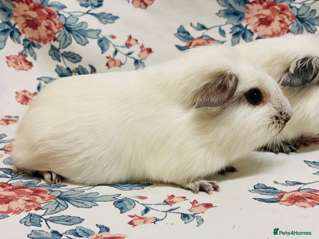 Guinea Pig rodents for sale: Californian pointed semi long haired baby boys - Advert 4