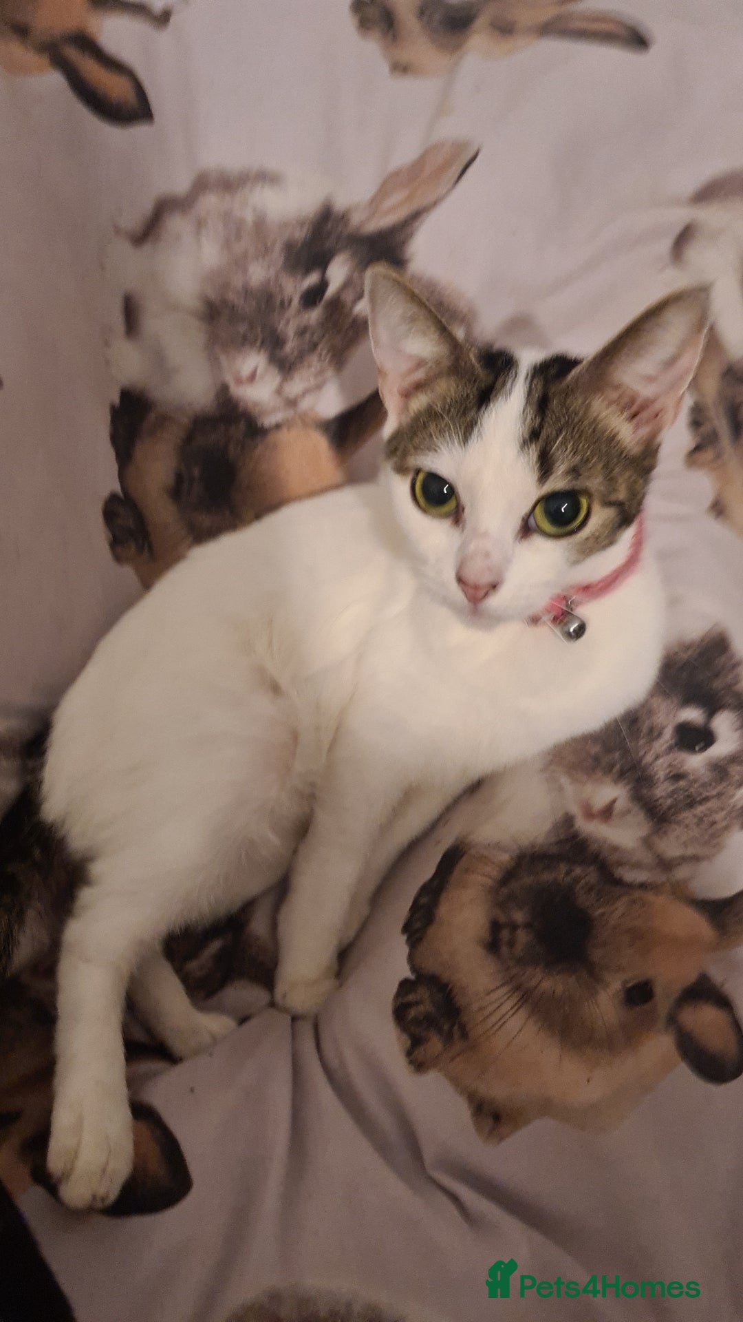 British Shorthair cats for sale: GORGEOUS BRITISH SHORTHAIR! - Advert 1