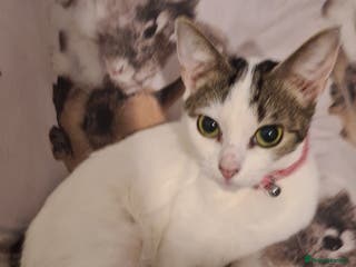 British Shorthair cats GORGEOUS BRITISH SHORTHAIR! - Advert 1