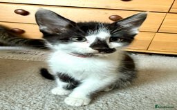 Mixed Breed cats for sale: Mixed siamese black and white male kitten - Image 8