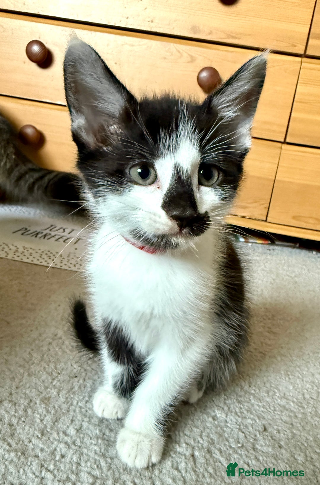 Mixed Breed cats for sale: Mixed siamese black and white male kitten - Image 8