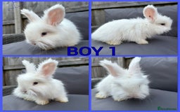 Angora rabbits for sale: 🩷  💙 Full Faced English Angora Babies  in Maidstone - Image 5