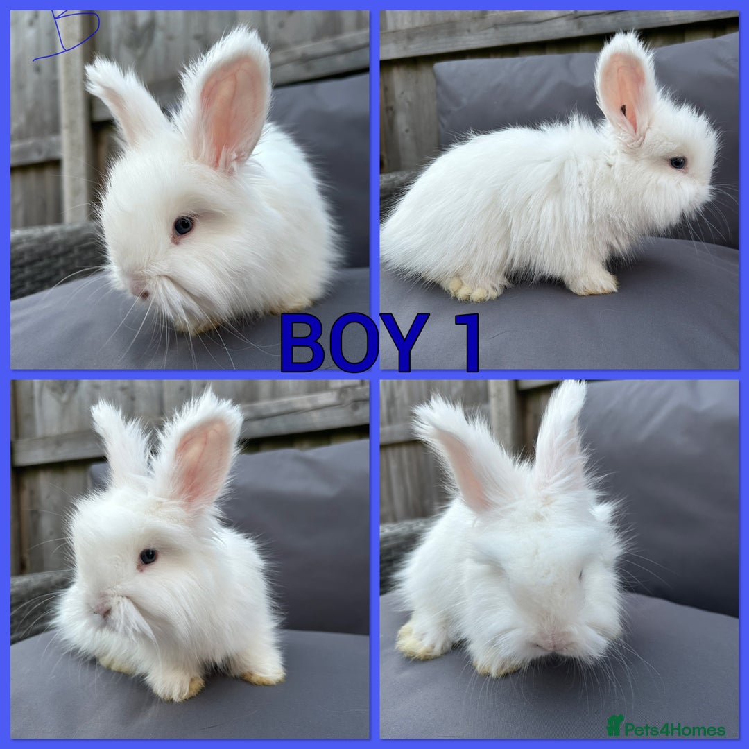 Angora rabbits for sale: 🩷  💙 Full Faced English Angora Babies  in Maidstone - Image 5