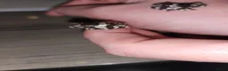 Frog reptiles for sale: Amazon Milk Frog babies in Wigan - Advert 3