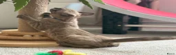 Bengal cats for sale: TICA registered Seal Solid Silver Mink Bengals - Advert 13