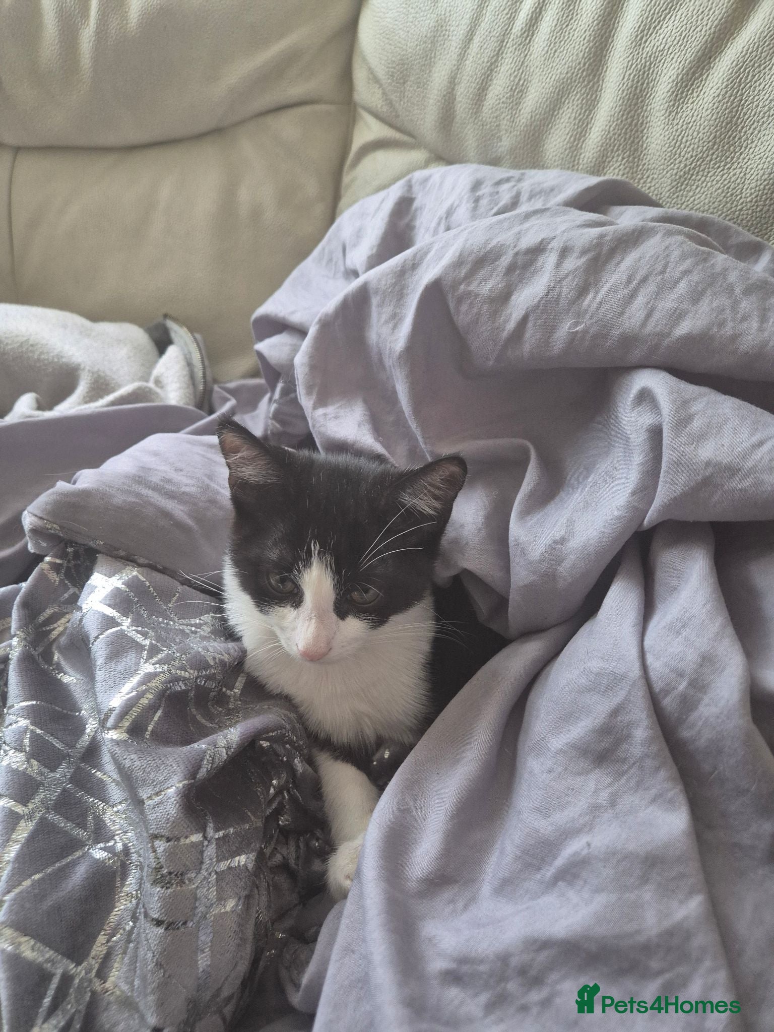Mixed Breed cats Beautiful Dexter - Advert 5