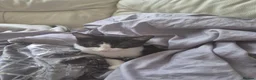 Mixed Breed cats for sale: Beautiful Dexter in Kettering - Advert 1