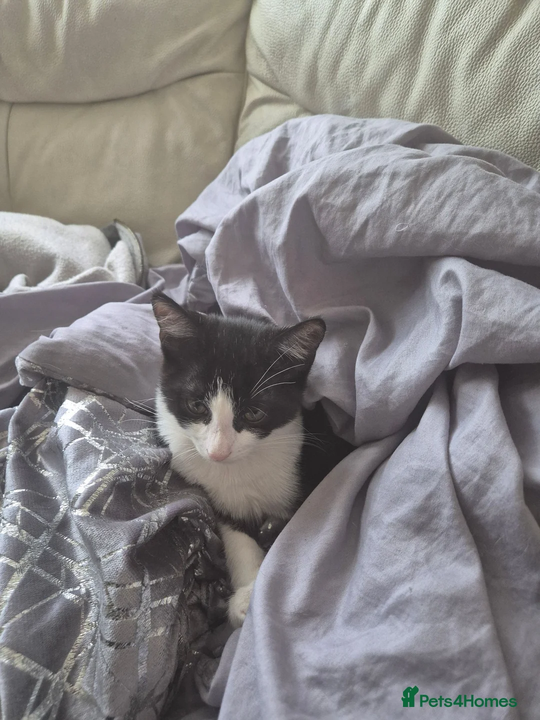 Mixed Breed cats for sale: Beautiful Dexter in Kettering - Advert 1