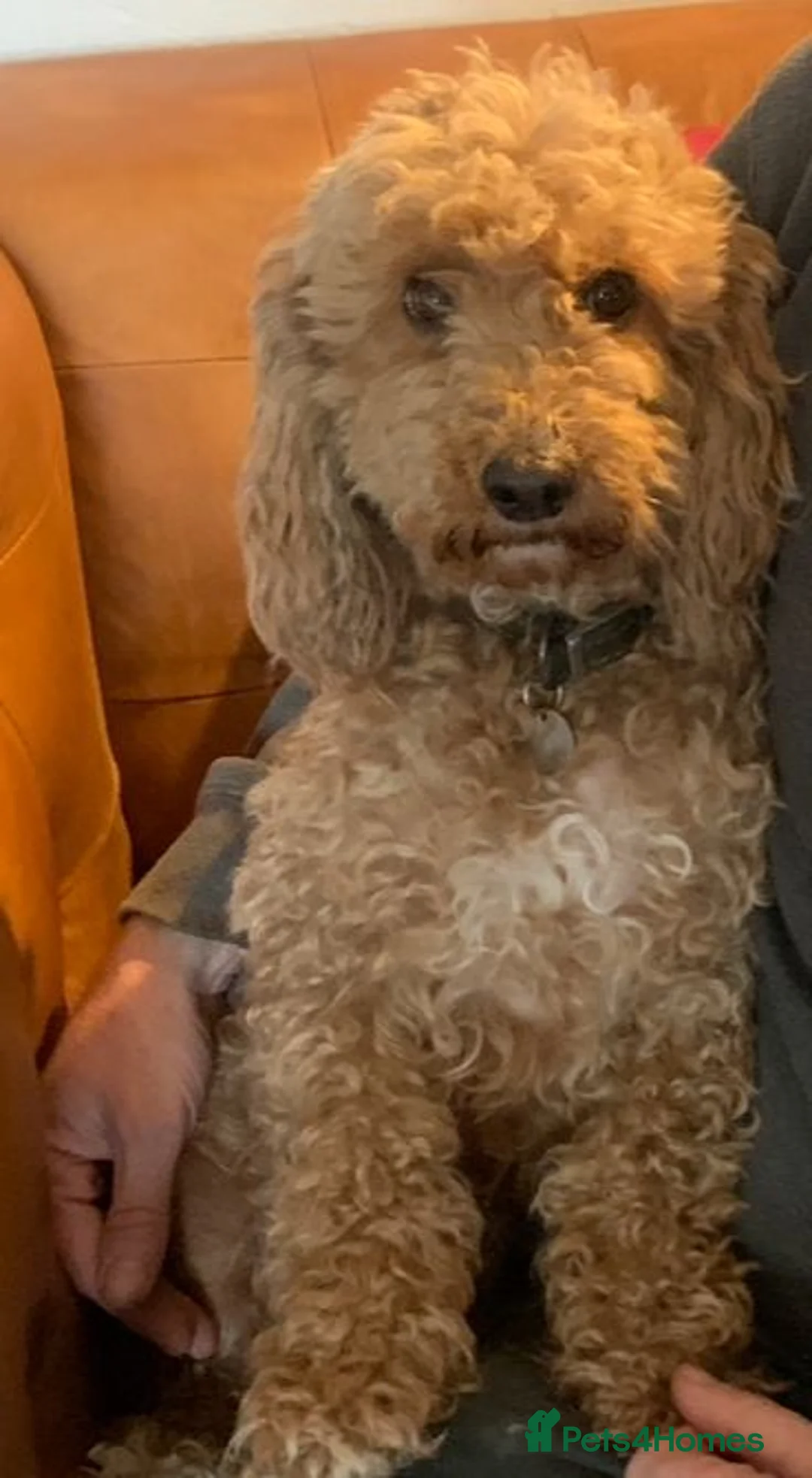 Cockapoo dogs for sale: Cockapoo Pups - Fully Health Tested and vaccinated in Wigton - Advert 2
