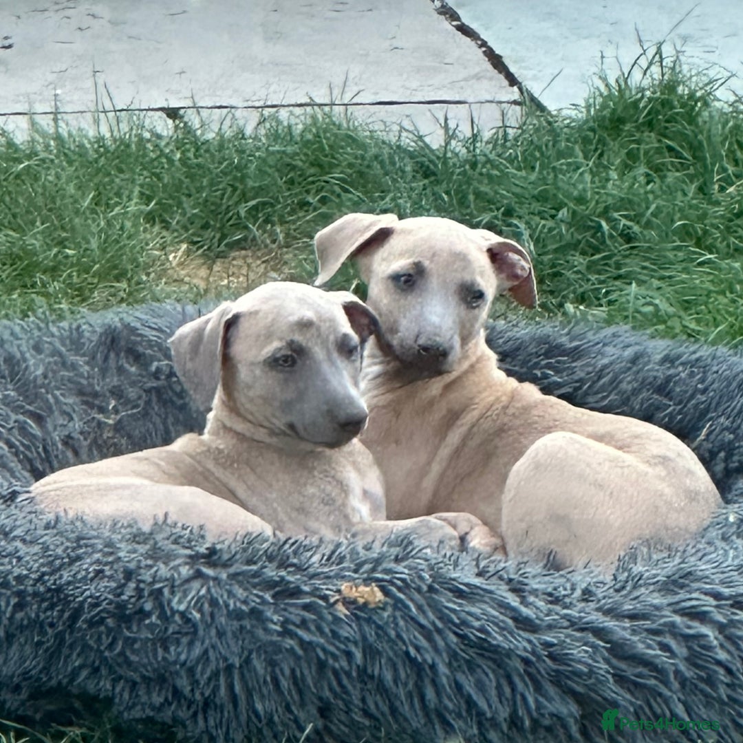 Whippet dogs for sale: Strong KC Reg Whippet Pups - Image 4