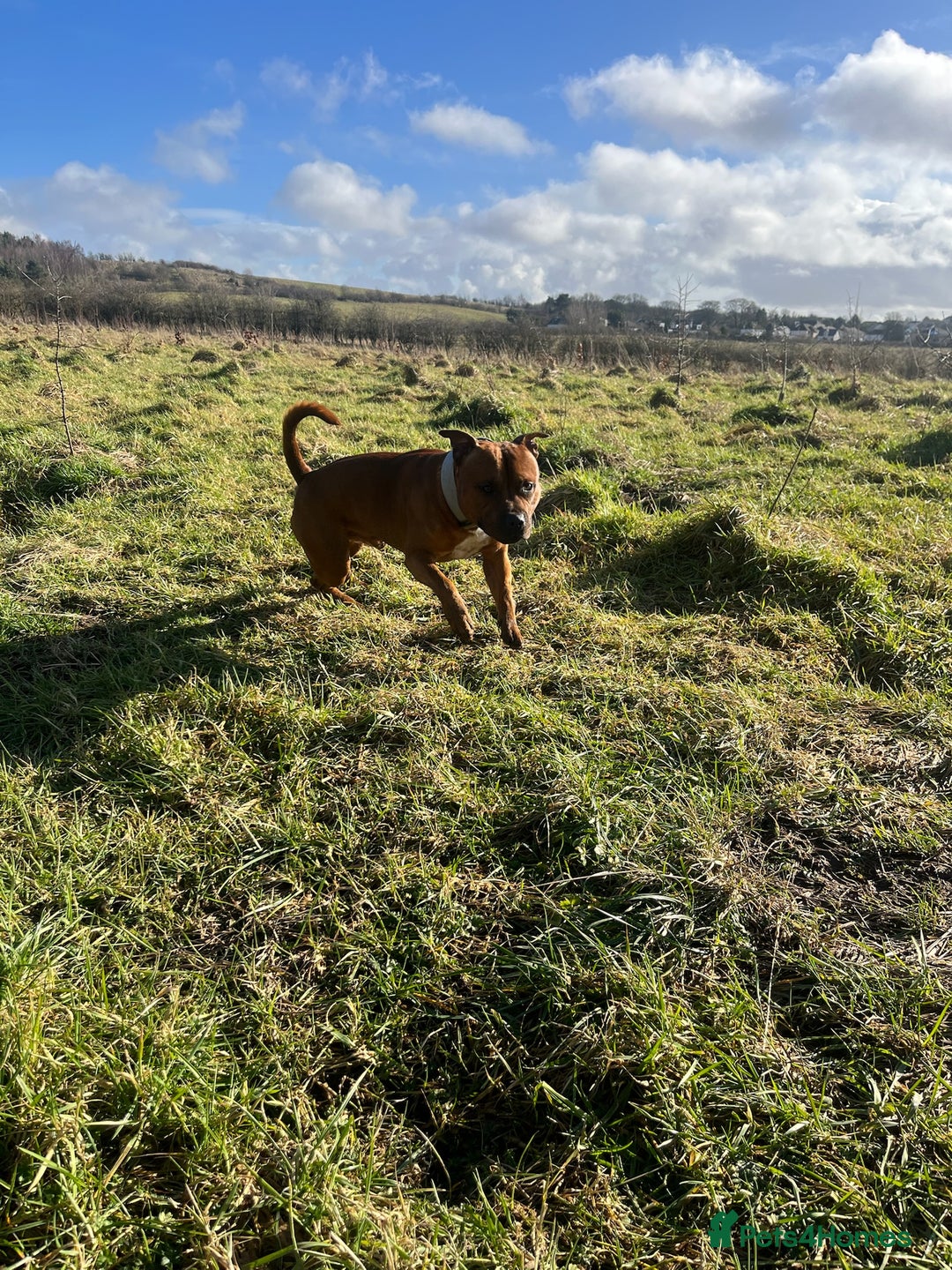 Staffordshire Bull Terrier dogs for stud: 🐕Stud Dog Available Red Staffordshire BullTerrier - Advert 9