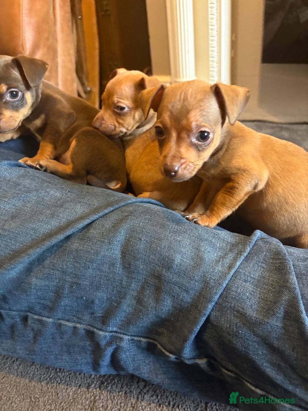 Jack Russell dogs for sale: Beautiful miniature jack russell puppies  - Image 20