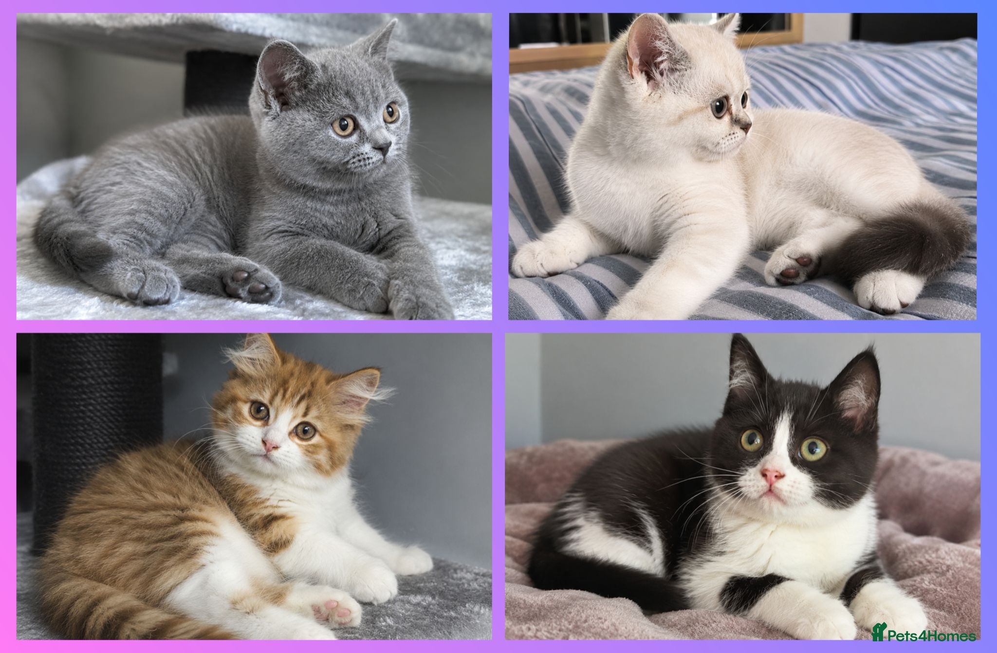 British Shorthair cats BRITISH SHORTHAIR & LONGHAIR - Advert 1