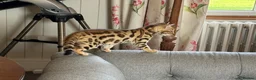 Bengal cats for sale: Registered pedigree bengal kittens - Advert 11